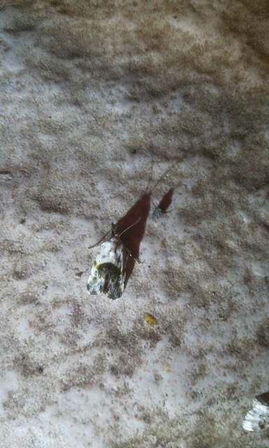 parlagfűbagoly - Ponometia candefacta