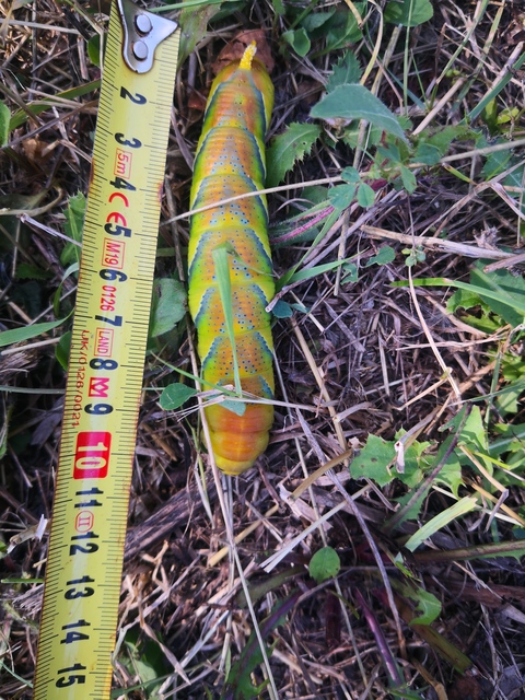 halálfejes lepke - Acherontia atropos