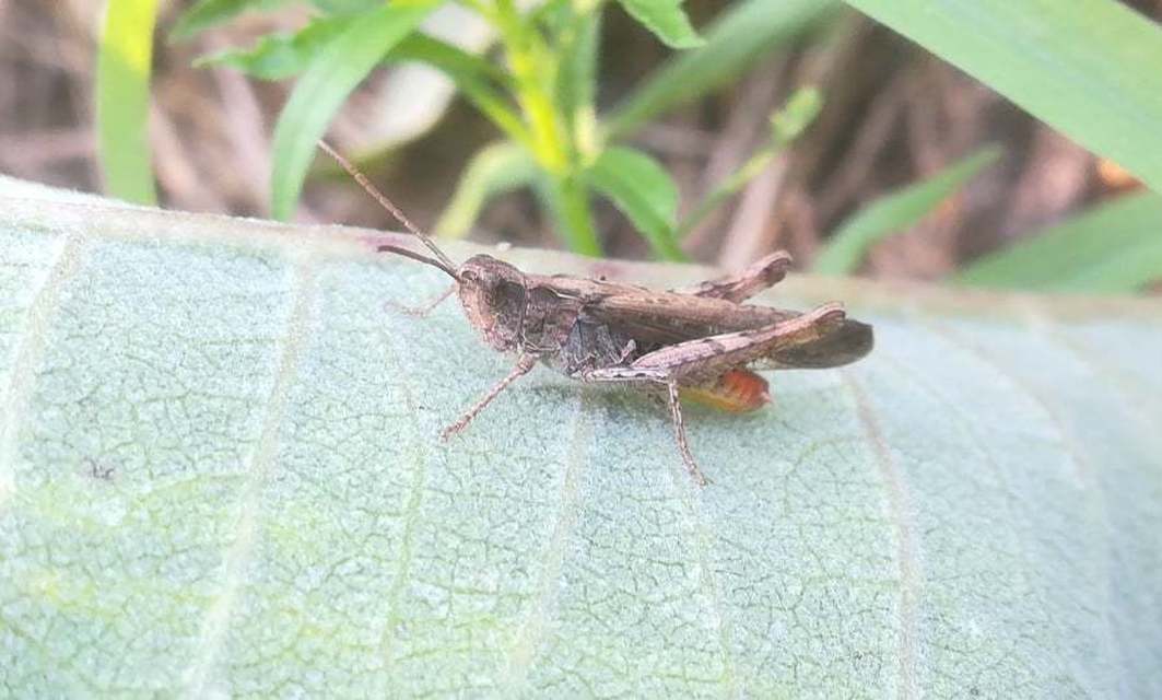 Chorthippus (Glyptobothrus) (subgenus)