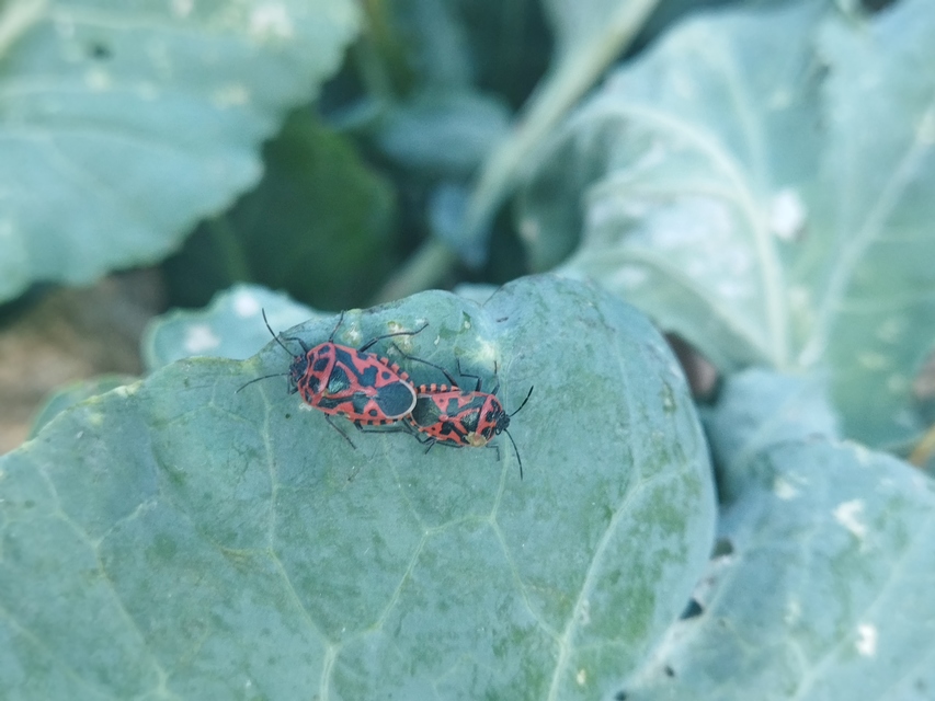 Eurydema ventralis - káposztapoloska