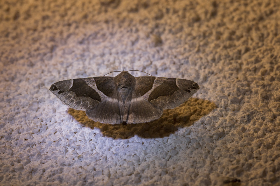 déli porcelánbagoly - Dysgonia algira