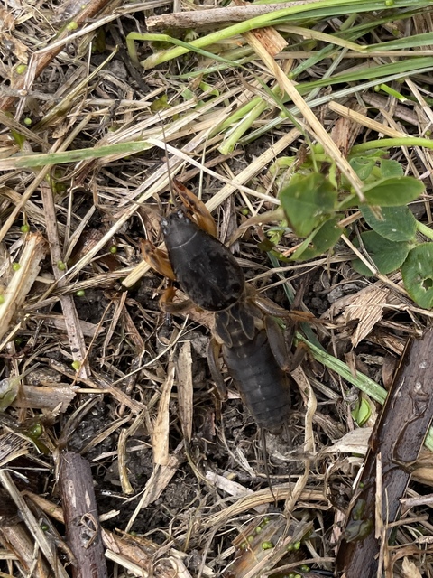 Gryllotalpa