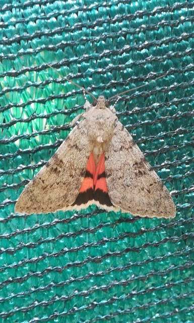 nyárfa-övesbagoly - Catocala puerpera