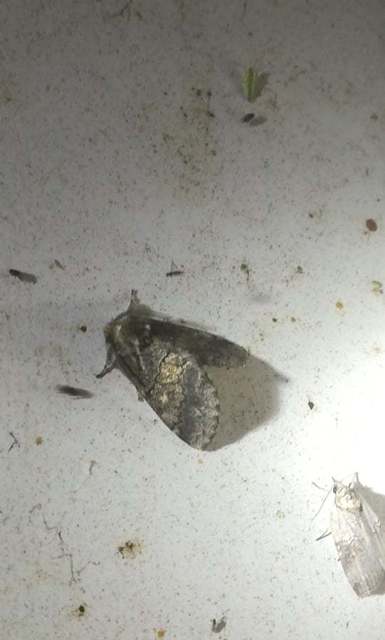 kormos púposszövő - Gluphisia crenata