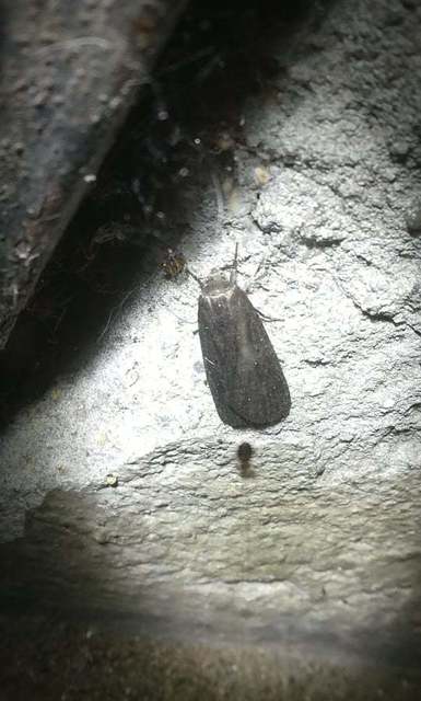 Kovács Sándor lápibaglya - Gracilathetis kovacssandori