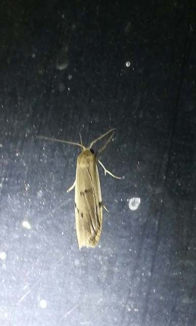 hamvas zuzmószövő - Pelosia muscerda