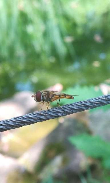 Episyrphus balteatus - ékfoltos zengőlégy