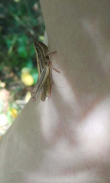 Euchorthippus pulvinatus - karcsú rétisáska