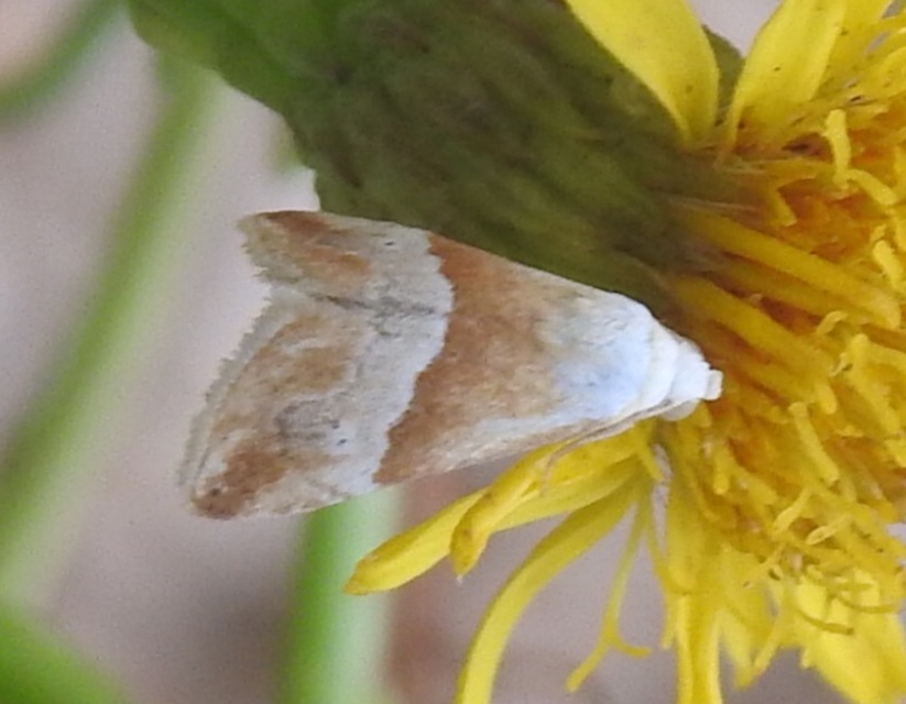 Eublemma