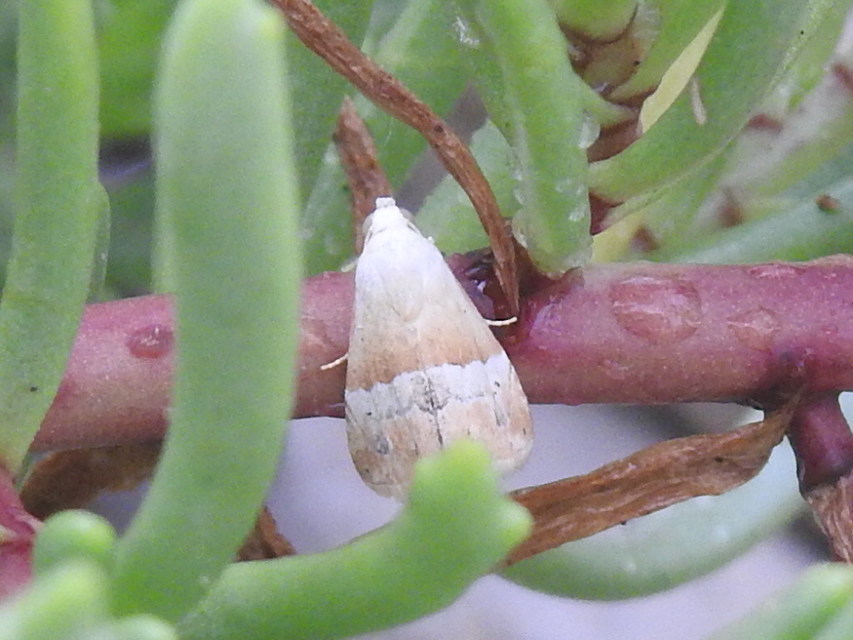 Eublemma