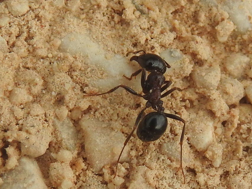 Messor wasmanni