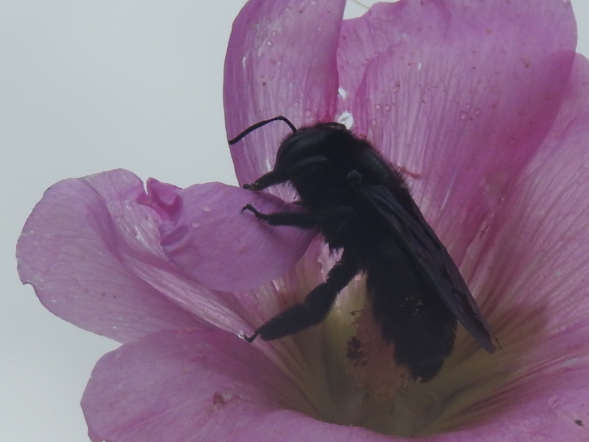 Xylocopa