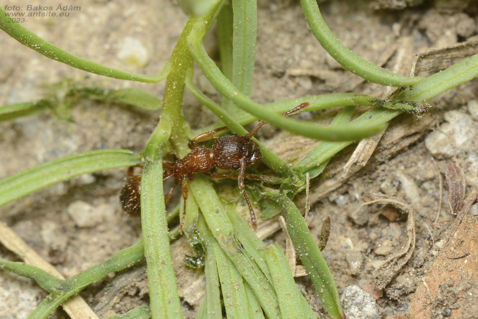 Myrmica sabuleti - gyakori bütyköshangya