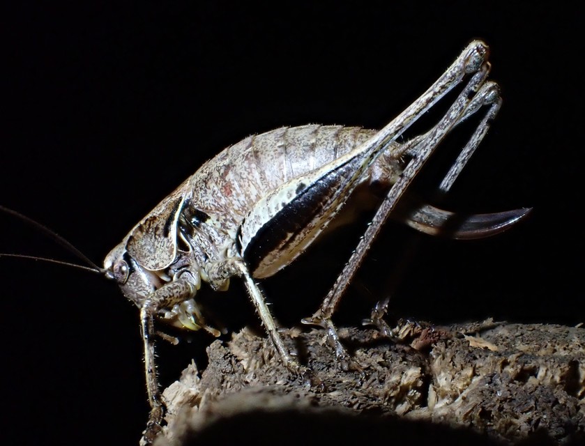 Pholidoptera griseoaptera - szürke avarszöcske