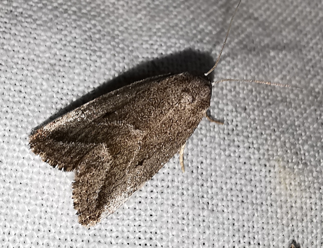 Phyllophila obliterata - üröm-mázasbagoly