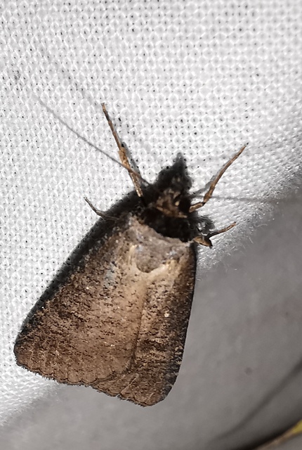 fekete csüdfűbagoly - Lygephila procax