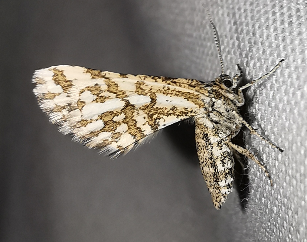 Narraga fasciolaria - kis barna-tarkaaraszoló