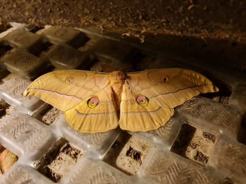 tölgyfa-pávaszem - Antherea yamamai