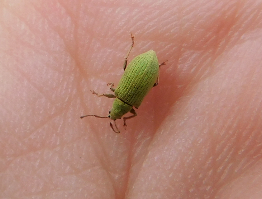 Phyllobius virideaeris - halványzöld levélormányos
