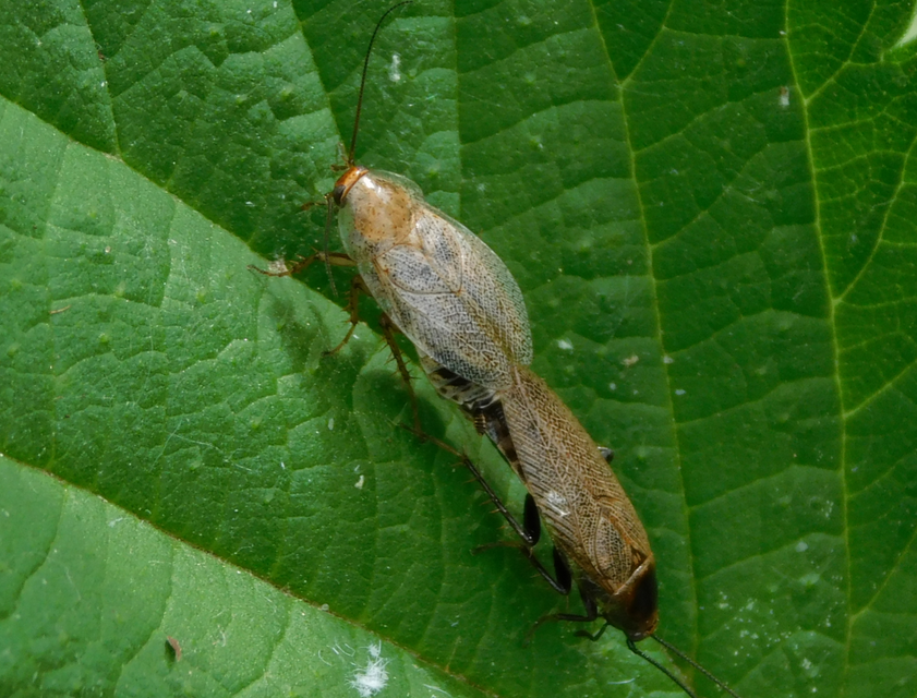 Ectobius erythronotus - sárgatorú erdeicsótány