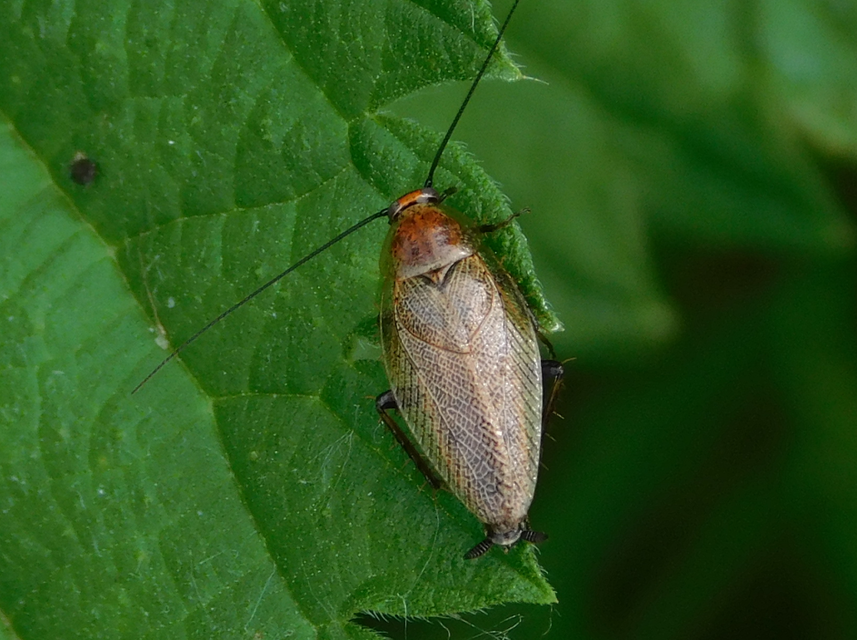 Ectobius erythronotus - sárgatorú erdeicsótány
