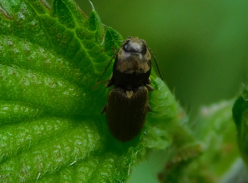 Dicronychus rubripes - kis szívespattanó
