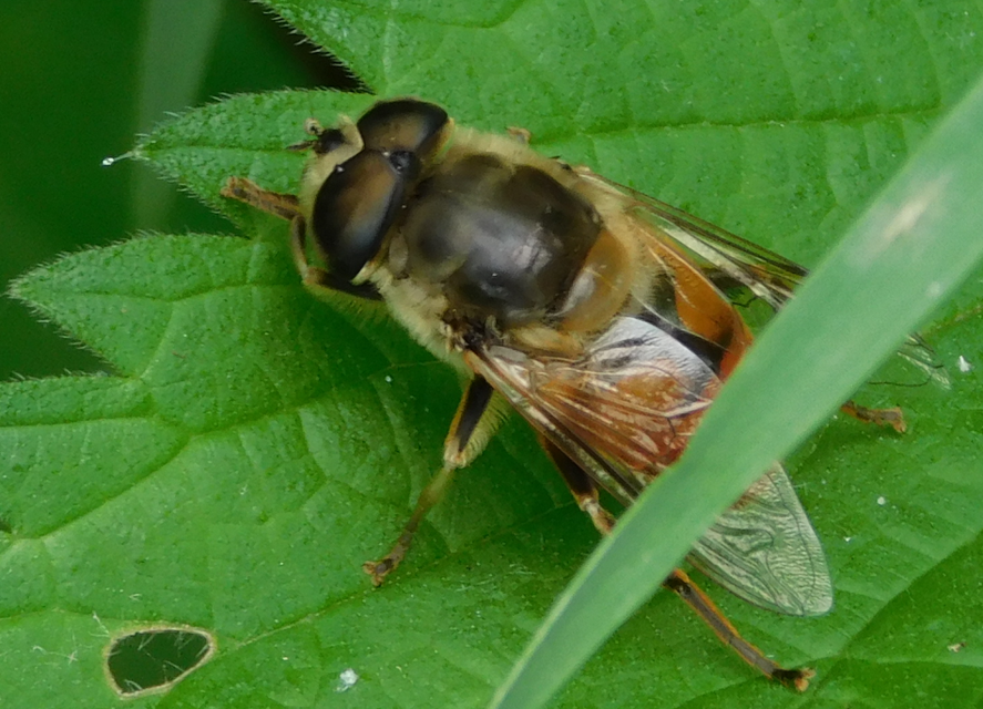 Eristalis tenax - közönséges herelégy
