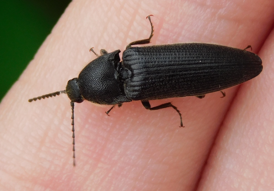 Melanotus punctolineatus - sávos gyászpattanó