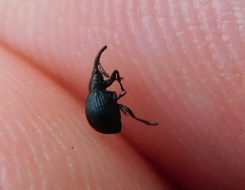 Holotrichapion pisi - lucernarügy-cickányormányos