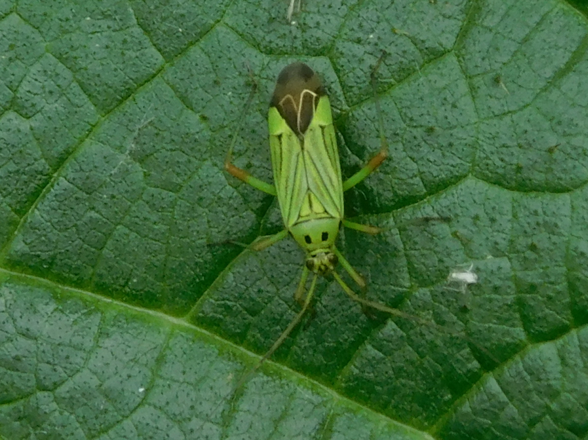Mermitelocerus schmidtii