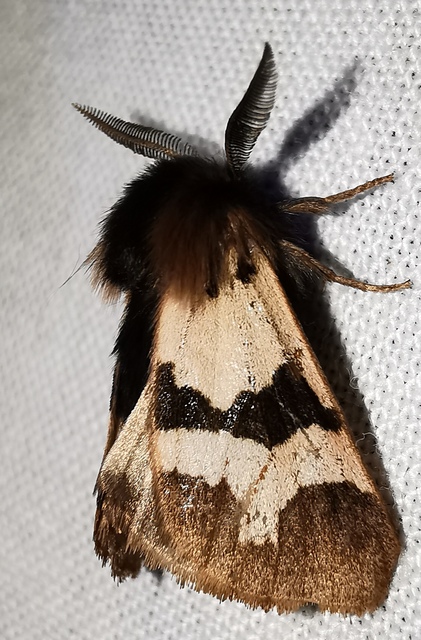 Watsonarctia deserta - tarka medvelepke