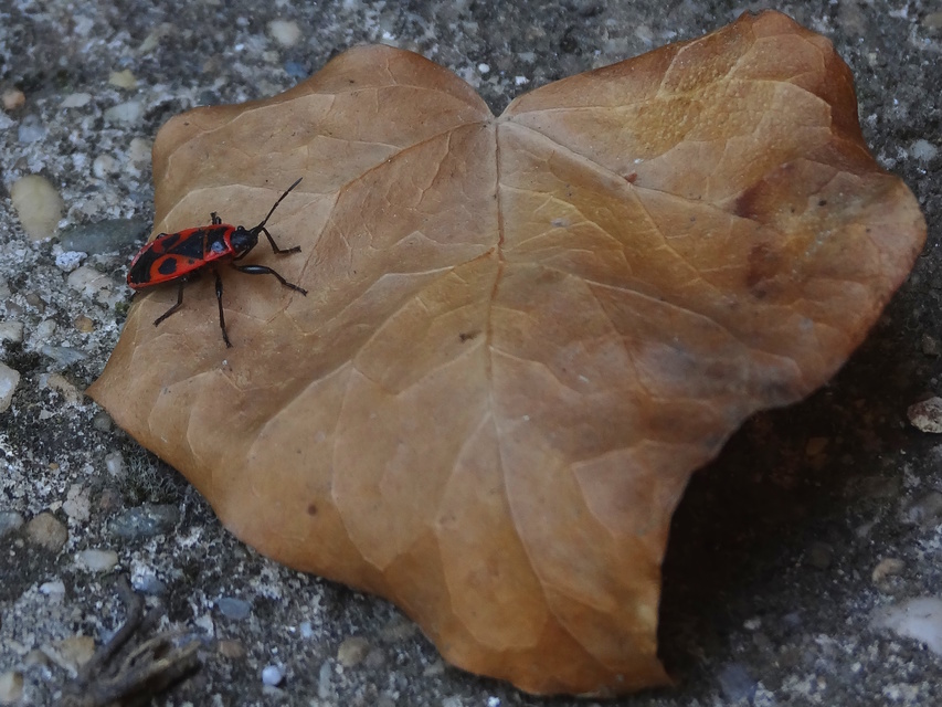 Pyrrhocoris apterus - verőköltő poloska