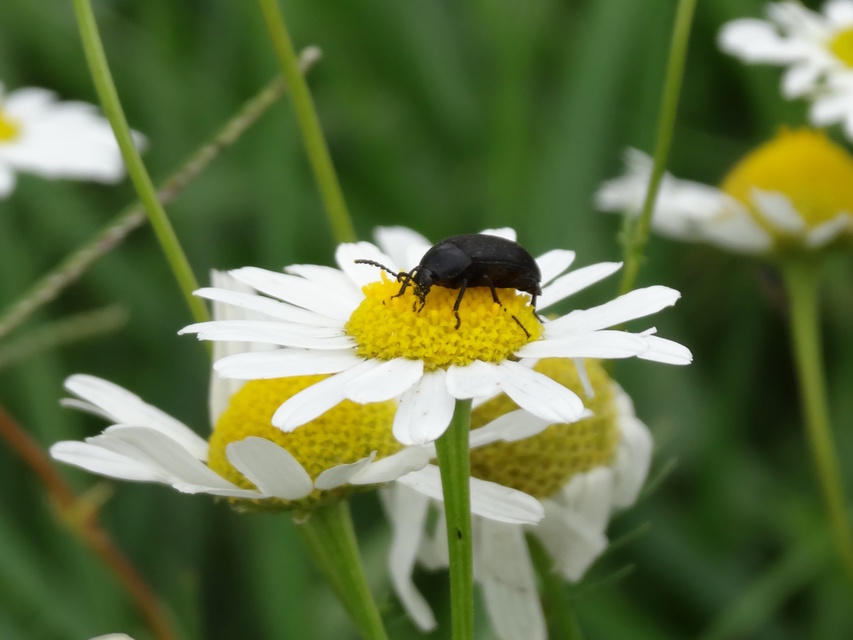 Mordellidae - marókafélék