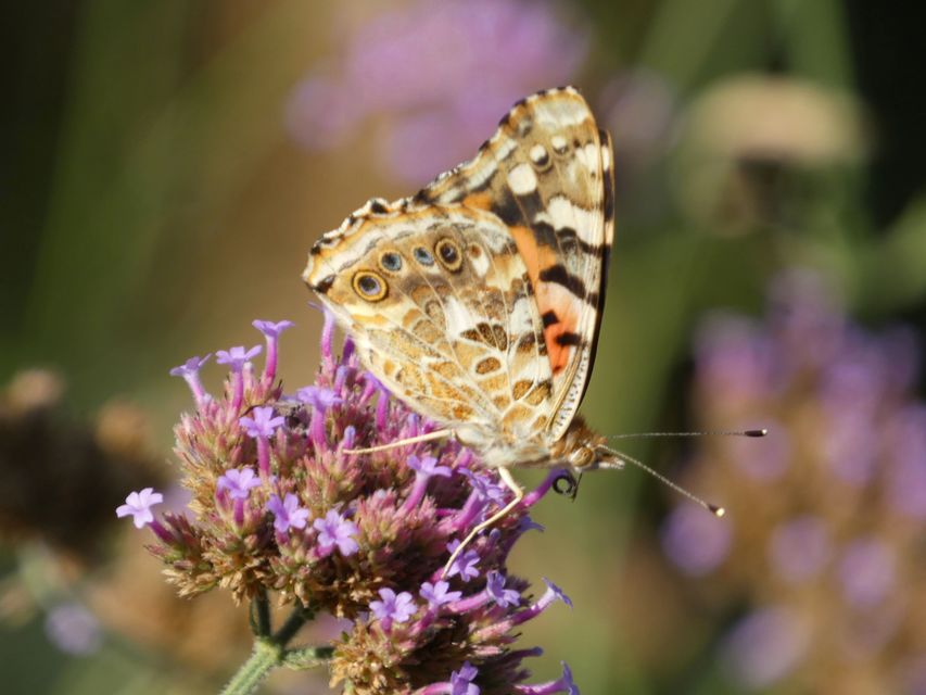 Vanessa cardui - bogáncslepke