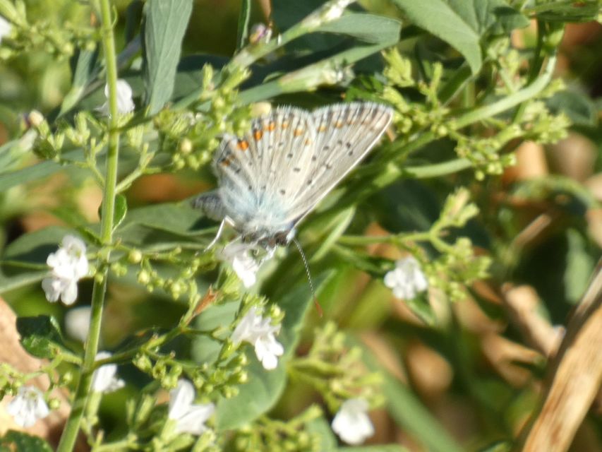 Polyommatus icarus - közönséges boglárka