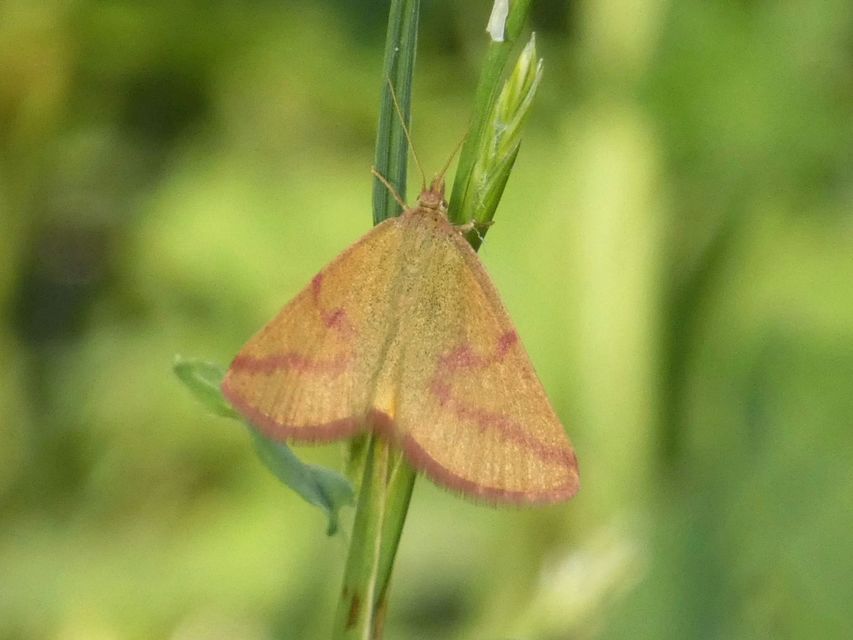 Lythria purpuraria - bíborsávos araszoló