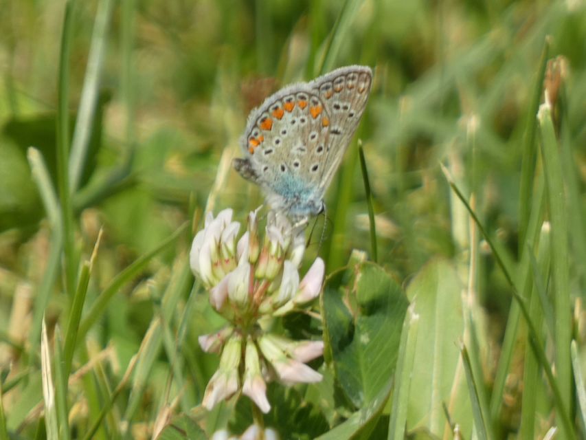 Polyommatus icarus - közönséges boglárka
