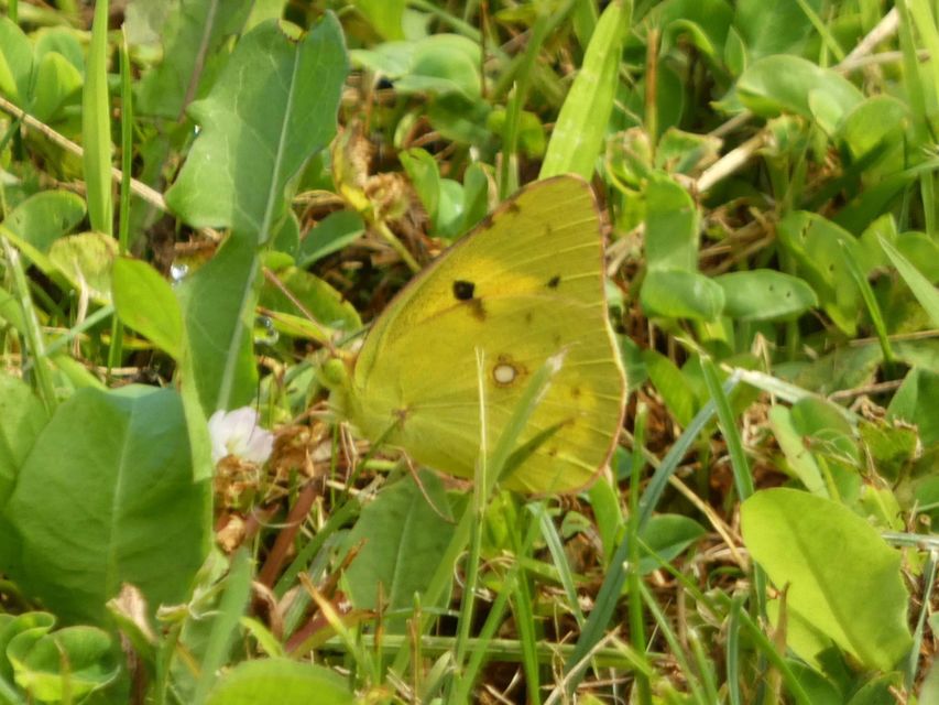 Colias croceus - sáfránylepke