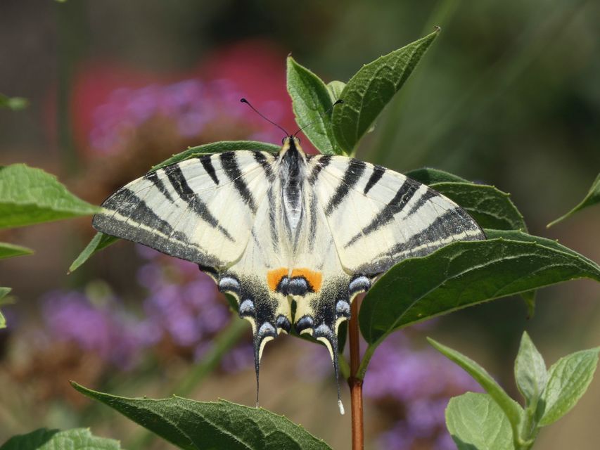 Iphiclides podalirius - kardoslepke