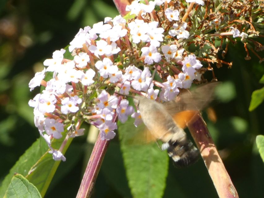 Macroglossum stellatarum - kacsafarkú szender