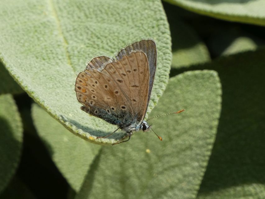 Polyommatus icarus - közönséges boglárka