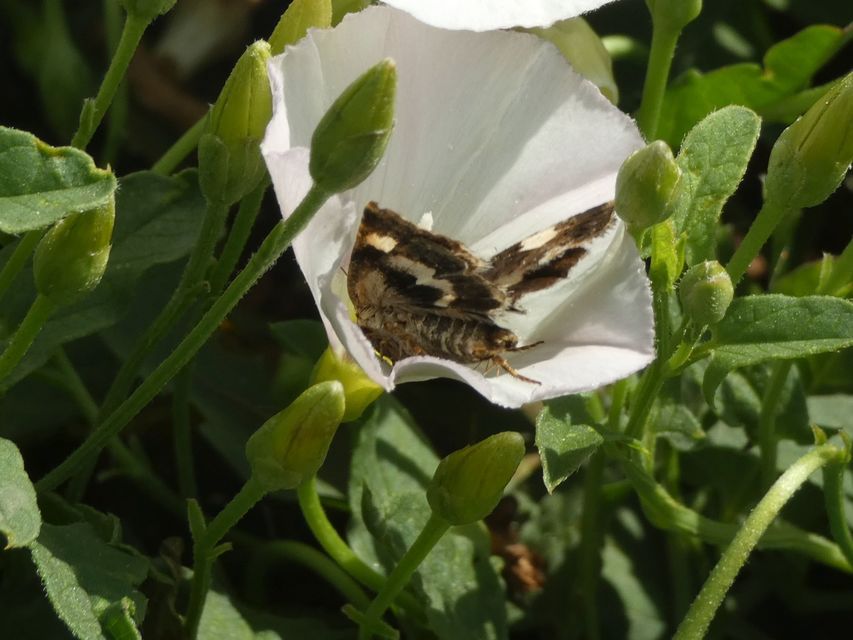 Tyta luctuosa - fekete nappalibagoly