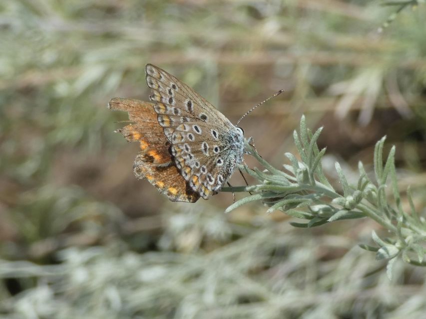 Polyommatus icarus - közönséges boglárka