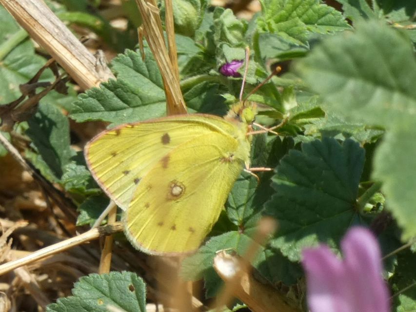 Colias erate - csángó-kéneslepke
