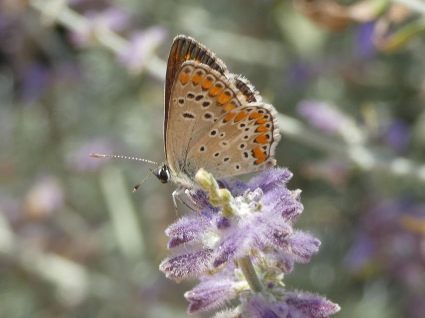 Aricia agestis - szerecsenboglárka