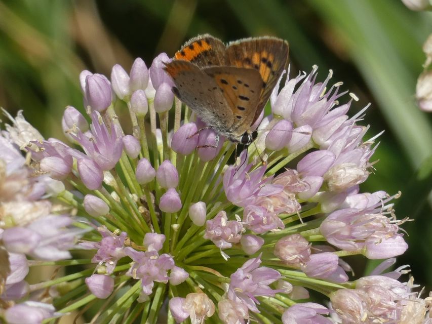 Lycaena phlaeas - közönséges tűzlepke