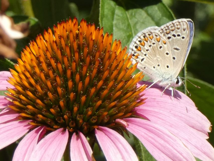 Polyommatus icarus - közönséges boglárka