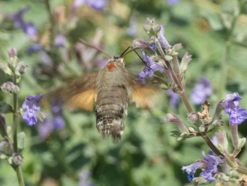 Macroglossum stellatarum - kacsafarkú szender