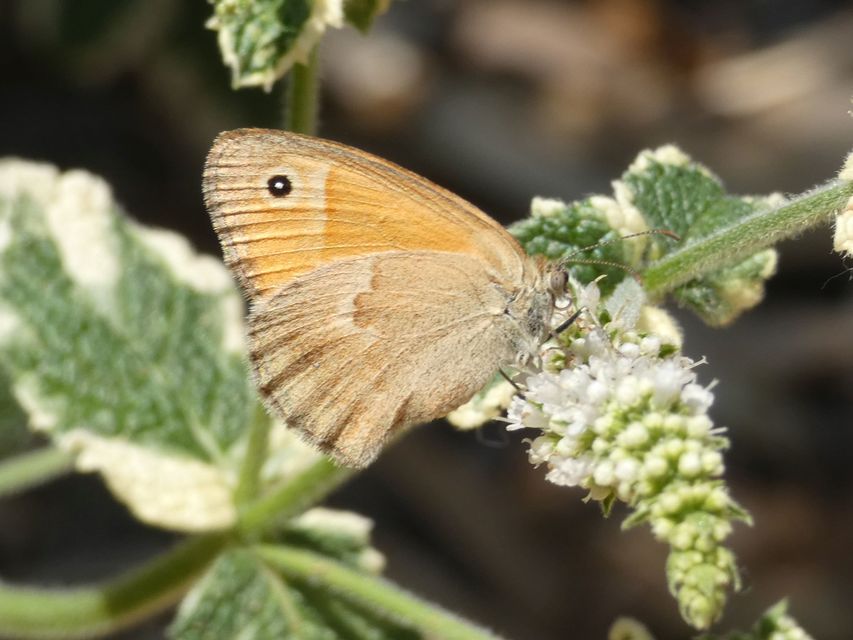 Coenonympha pamphilus - kis szénalepke
