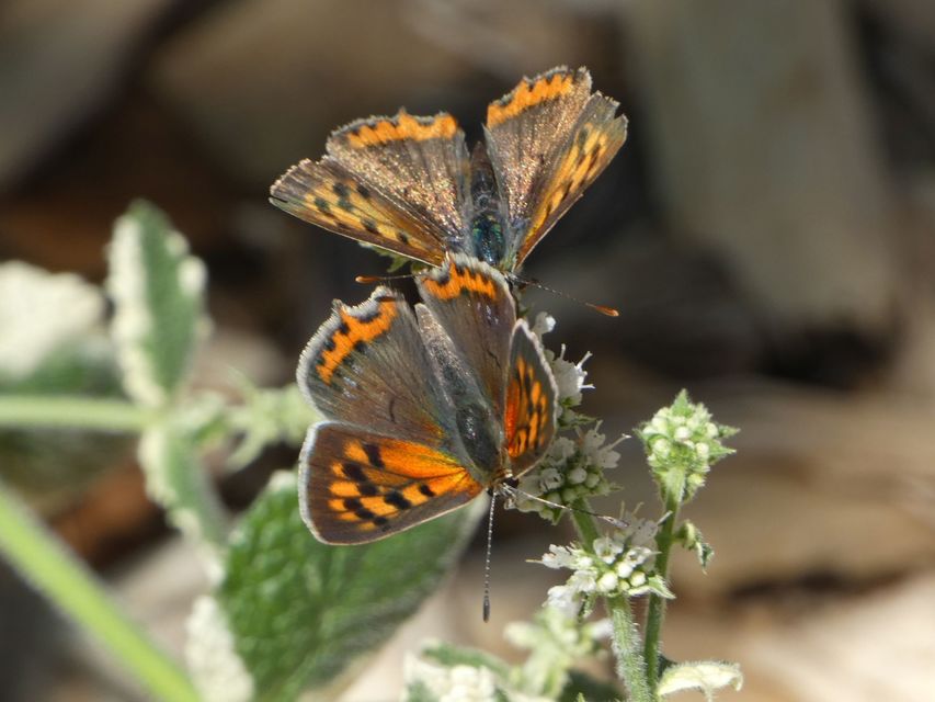 Lycaena phlaeas - közönséges tűzlepke